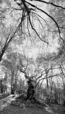 Beech 4